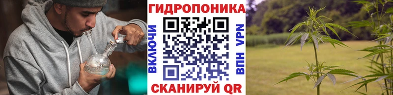 Каннабис OG Kush Пионерский